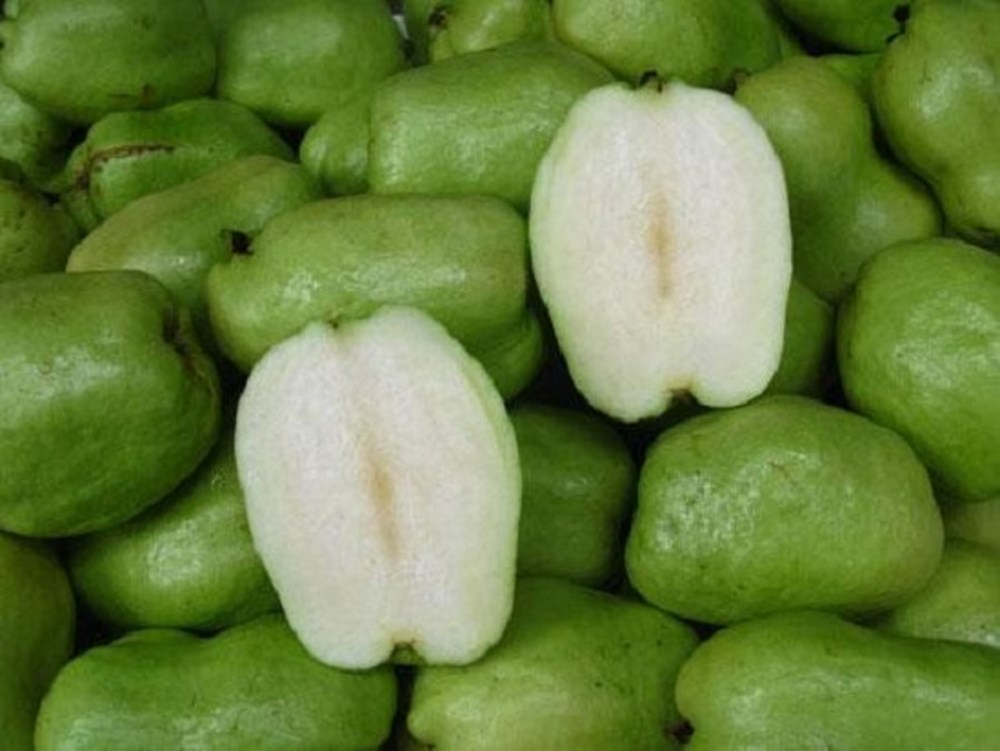 Giống Ổi Không Hạt