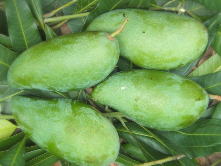 Bán Giống xoài thái Bán Giống xoài thái