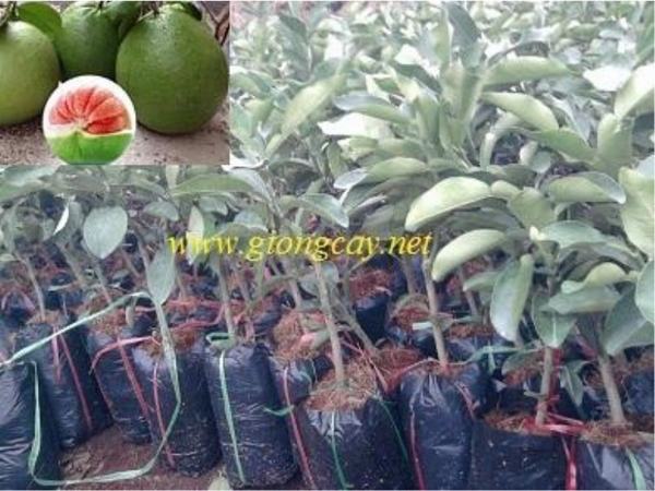Cây Bưởi da xanh giống (cây ghép mắt,cây chiết)
