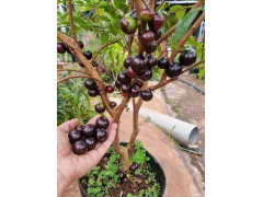 Giống cây nho thân gỗ tứ quý